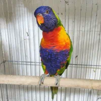 گلدین.قناری.فنچ.طوطی.شاه طوطی و آوازه خوان