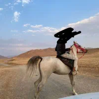 اسب کرد اصیل نزدیک به چهار ماه آبستن از عرب