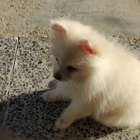 توله پامرانین سایز ریز ۵ماهه|سگ|فرخ‌شهر, |دیوار