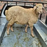 مرکز خرید دامگوشت لذیذ و محلی کم دنبه و کم چرب