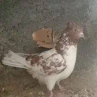 نر وماده پرش سنگین ومیلو بازی دار|پرنده|لاران, |دیوار