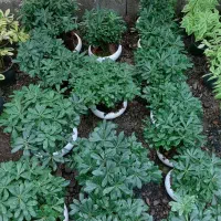 گل عمده و تکی /گل طبیعی /گل اپارتمانی حیاطی|گل و گیاه طبیعی|رشت, گلسار|دیوار