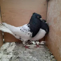 کبوتر کله