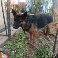 سگ نگهبان نژاد ژرمن