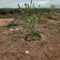 باغچه-750-متری