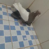 کفتر‌کله‌نر