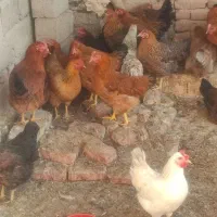 ۴۰ یا ۵۰تا مرغ خروس دارم تو شهر شال کلـی جزیــی|حیوانات مزرعه|شال, |دیوار