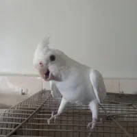 عروس هلندی اهلی آلبینو نر