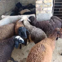 بره شیرمست نروماده 28،30کیلوشیرمست|حیوانات مزرعه|کرج, شهرک رازی (حصارک)|دیوار