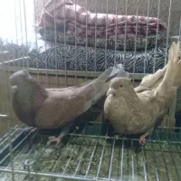 کبوترنقش|پرنده|ساوه, |دیوار