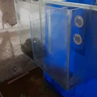 آکواریوم تصفیه دار|ماهی|مشهد, شهید معقول|دیوار