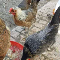 تخم نطفه دار مرغ اصیل لری تک رنگ|حیوانات مزرعه|کرج, اصفهانی‌ها|دیوار