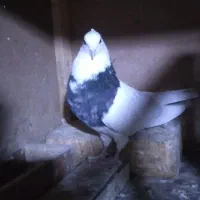 کبوتر طوقی پارک