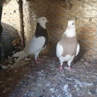 کبوتر طوقی|پرنده|مبارکه, |دیوار