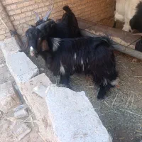 بیگ نر|حیوانات مزرعه|شوشتر, |دیوار