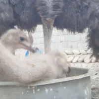 شترمرغ مولد تخم گذار ۴ساله|حیوانات مزرعه|بندرعباس, |دیوار