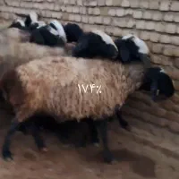 ۱۱راس میش سیمینتال آبستن