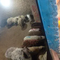 زنده فروشی گوسفند کریمی