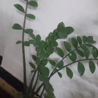 گل زاموفیلیا ۷ غلاف|گل و گیاه طبیعی|قم, قلعه کامکار|دیوار