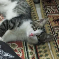 واگذاری گربه DSH 8 ماهه|گربه|تهران, نیروی هوایی (پیروزی)|دیوار