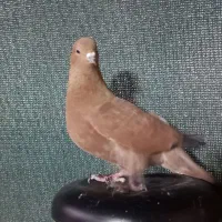 ماده کله ای|پرنده|امیدیه, |دیوار