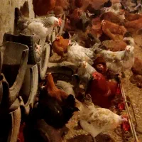 واگذاری مرغداری مرغ محلی