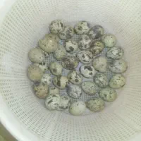 تخم بلدرچین نطفه دار