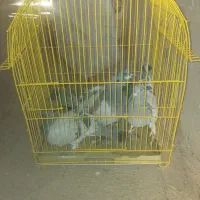 پرشی ۶ عدد|پرنده|اسفراین, |دیوار