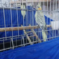 یک جفت عروس هلندی|پرنده|قرچک, قشلاق جیتو|دیوار