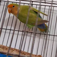 مرغ عشق دستی  و طوطی برزیلی