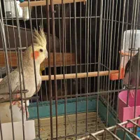 فروش قناری مرغ عشق عروس هلندی پرورش یافته درسالن|پرنده|سیستان, |دیوار