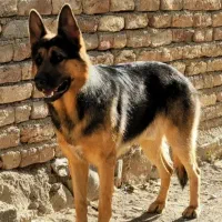 سگ ژرمن شپرد