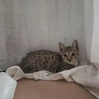 واگذاری گربه ۴ ماهه پسر