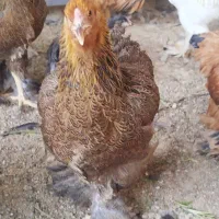 مرغ و خروس برهما