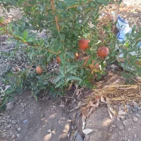 باغچه-جاده-کاشان