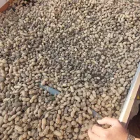 فروش بادام زمینی|خوردنی و آشامیدنی|قشلاق دشت, |دیوار