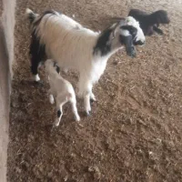 بززایده|حیوانات مزرعه|نیشابور, شهرک رضوی|دیوار