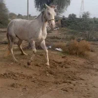 اسب مادیون سالم وسروحال