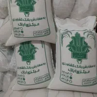 برنج هاشمی کشت امسال