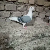 کفتر دوکت و عراقی و طوقی