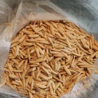 بذر هاشمی و دم سیاه