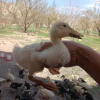 جوجه اردک نیمچه