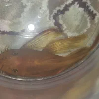 کت پوزه بوته ای سوپر رد باله بلند نر|ماهی|شاهینشهر, پاسداران|دیوار