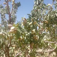 باغ بادام ۲۳۰۰متر