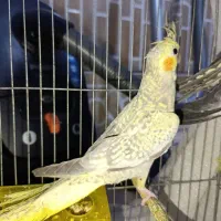 عروس هلندی ماده