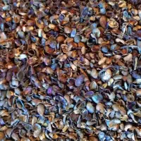 کربن پوست پسته