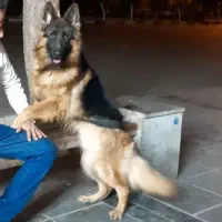 چوپان آلمانی (ژرمن شپرد) شولاین موبلند