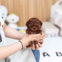 توله و بالغ سگای آپارتمانی