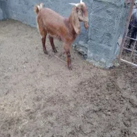 یک راس بز ماده فروشی|حیوانات مزرعه|خان ببین, |دیوار