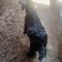 کهره شیری علف خوار